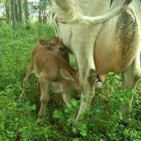 Jersey calf nursing from mother cow in summer woodland pasture at C4 Farms El Dorado Springs Missouri