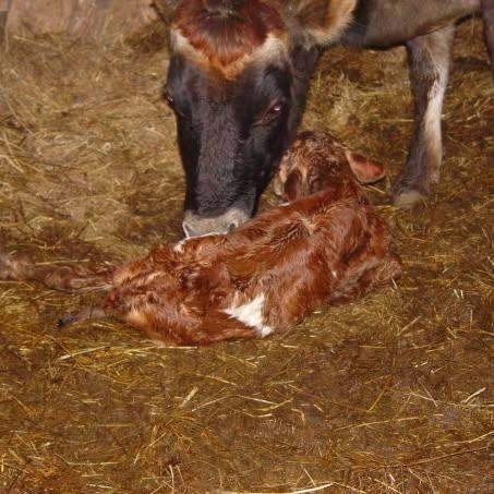 Daisey and Dottie — Jersey cow nuzzling newborn calf at C4 Farms