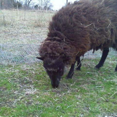 Diamond the Jacob Merino ewe grazing spring grass at C4 Farms El Dorado Springs Missouri