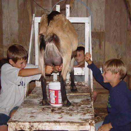 Three Leathers boys milking Nigerian Dwarf goat together on milking stand at C4 Farms El Dorado Springs Missouri