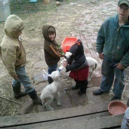 Leathers children bottle feeding triplet lambs in farm yard at C4 Farms El Dorado Springs Missouri winter