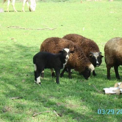 Jacob Merino flock with black and white lamb on spring green pasture at C4 Farms El Dorado Springs Missouri
