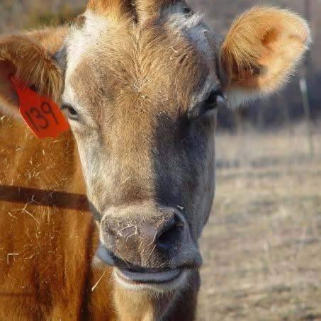 Breed Selection Field Guide