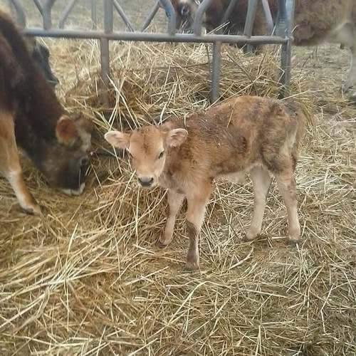 Newborn Jersey calf standing in hay at C4 Farms El Dorado Springs