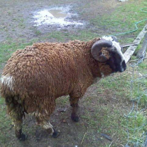 Coco the spotted Jacob Merino ram at C4 Farms El Dorado Springs Missouri