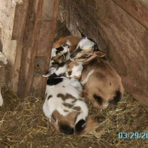 Nigerian Dwarf triplet kids piled together sleeping in barn at C4 Farms El Dorado Springs Missouri