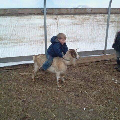 Zion Leathers riding a Nigerian Dwarf goat in the high tunnel greenhouse at C4 Farms El Dorado Springs Missouri